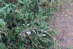 Dyschoriste litoralis